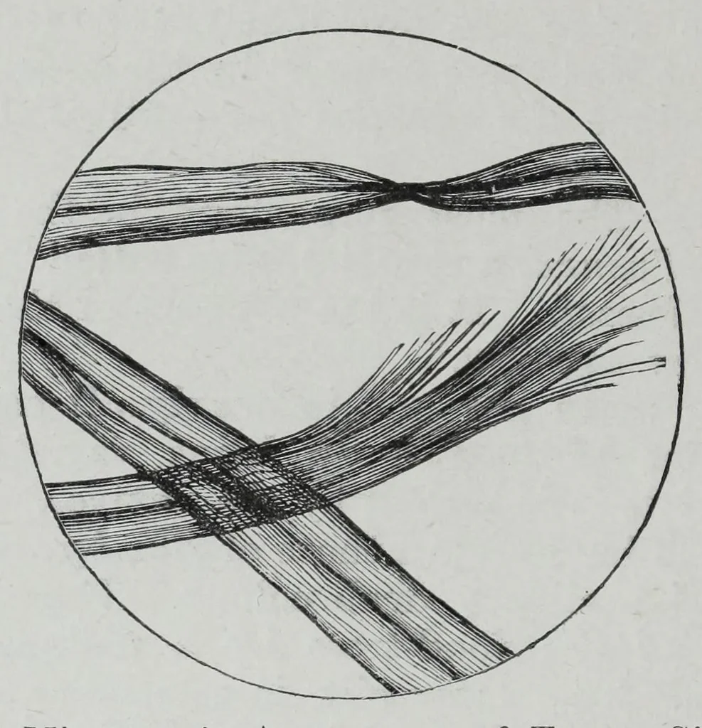 An illustration from Textile fabrics and their preparation for dyeing : with numerous engravings and diagrams, 1906, leaf 58