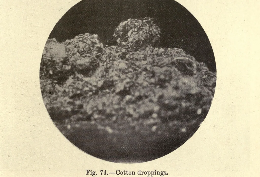 An illustration from The textile fibres of commerce. A handbook on the occurrence, distribution, preparation, and uses of the animal, vegetable, and mineral fibres used in cotton, woollen, paper, silk, brush, and hat manufactures, 1902, leaf 133
