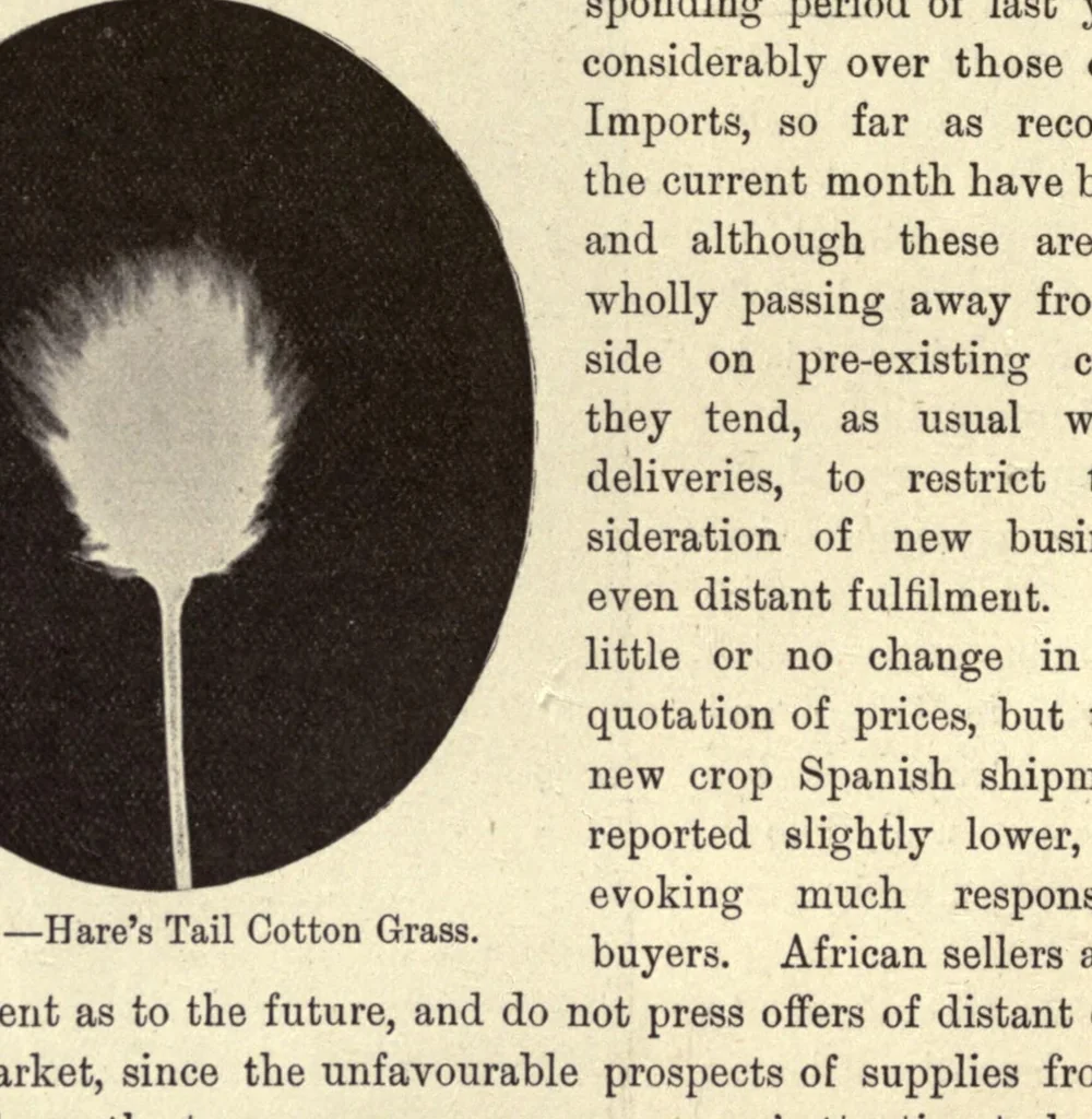 An illustration from The textile fibres of commerce. A handbook on the occurrence, distribution, preparation, and uses of the animal, vegetable, and mineral fibres used in cotton, woollen, paper, silk, brush, and hat manufactures, 1902, leaf 150