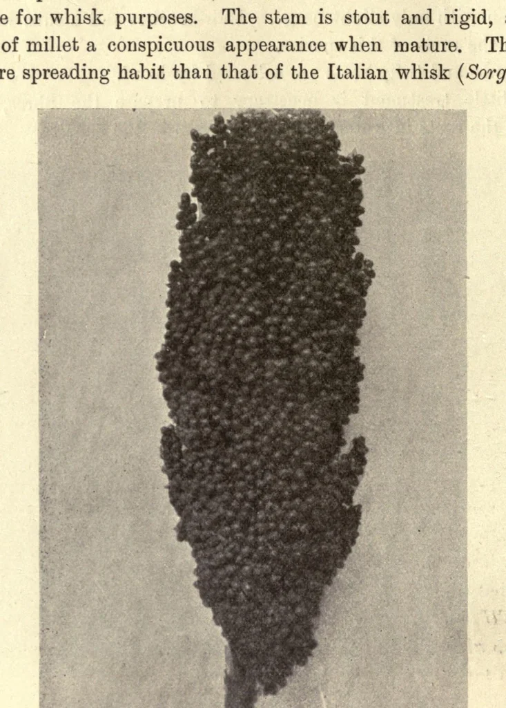 An illustration from The textile fibres of commerce. A handbook on the occurrence, distribution, preparation, and uses of the animal, vegetable, and mineral fibres used in cotton, woollen, paper, silk, brush, and hat manufactures, 1902, leaf 176