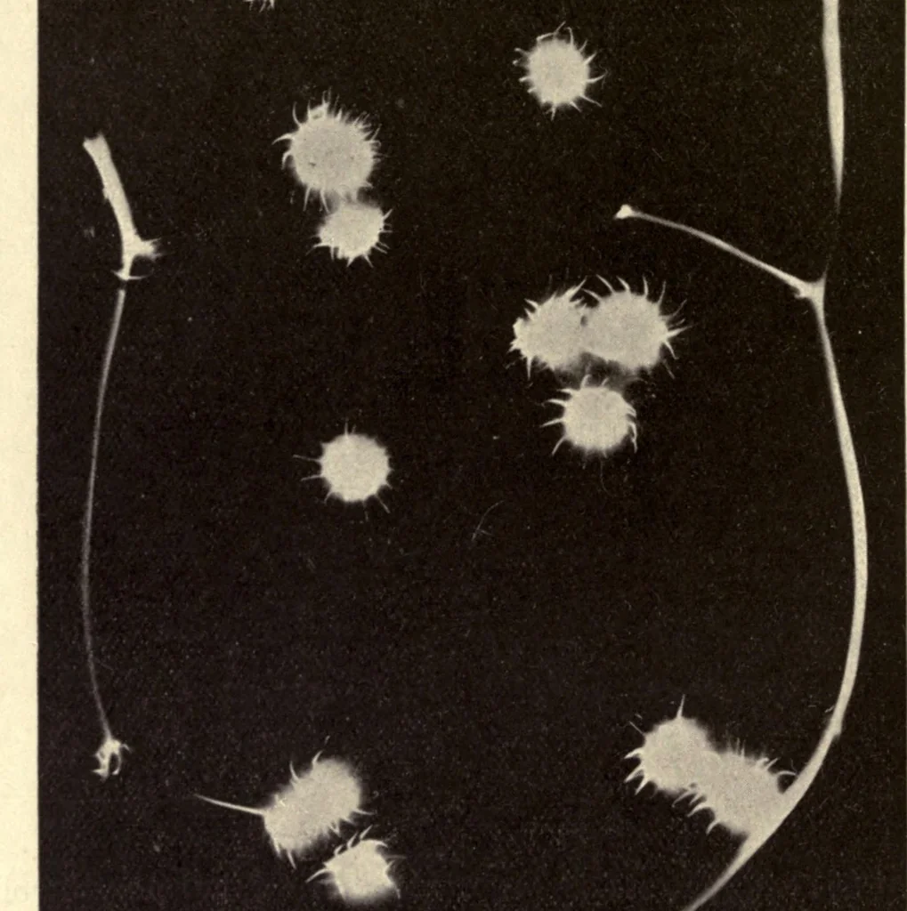 An illustration from The textile fibres of commerce. A handbook on the occurrence, distribution, preparation, and uses of the animal, vegetable, and mineral fibres used in cotton, woollen, paper, silk, brush, and hat manufactures, 1902, leaf 214