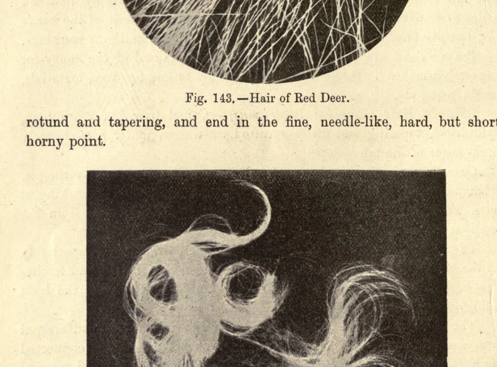 An illustration from The textile fibres of commerce. A handbook on the occurrence, distribution, preparation, and uses of the animal, vegetable, and mineral fibres used in cotton, woollen, paper, silk, brush, and hat manufactures, 1902, leaf 242