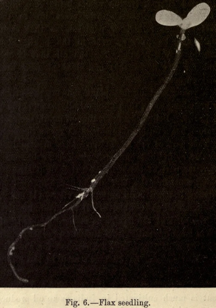 An illustration from The textile fibres of commerce. A handbook on the occurrence, distribution, preparation, and uses of the animal, vegetable, and mineral fibres used in cotton, woollen, paper, silk, brush, and hat manufactures, 1902, leaf 34