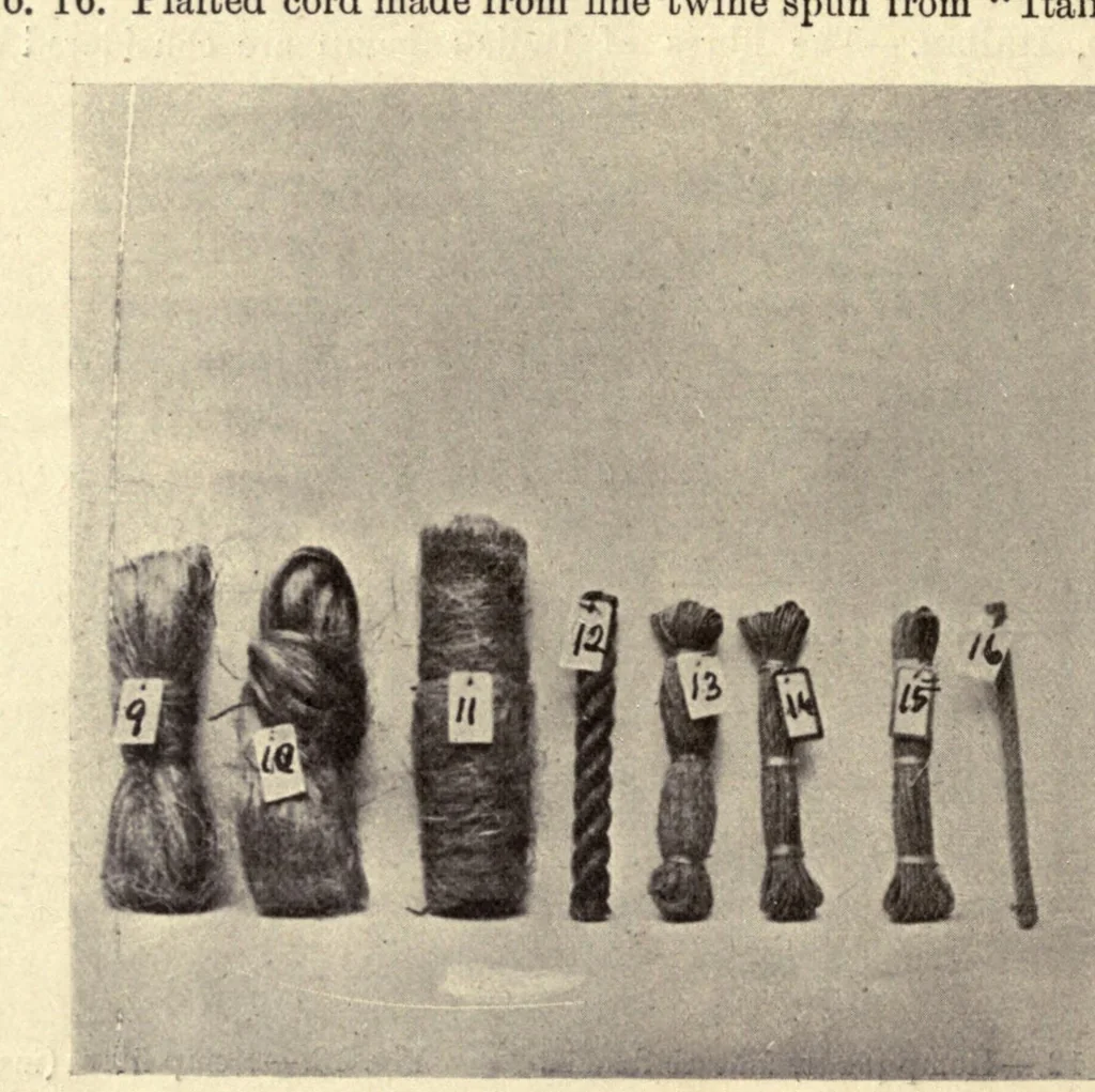 An illustration from The textile fibres of commerce. A handbook on the occurrence, distribution, preparation, and uses of the animal, vegetable, and mineral fibres used in cotton, woollen, paper, silk, brush, and hat manufactures, 1902, leaf 42