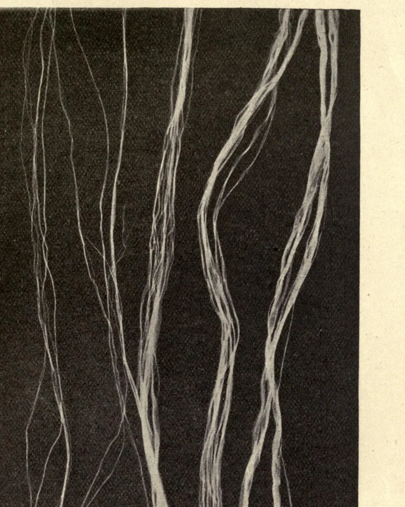 An illustration from The textile fibres of commerce. A handbook on the occurrence, distribution, preparation, and uses of the animal, vegetable, and mineral fibres used in cotton, woollen, paper, silk, brush, and hat manufactures, 1902, leaf 69