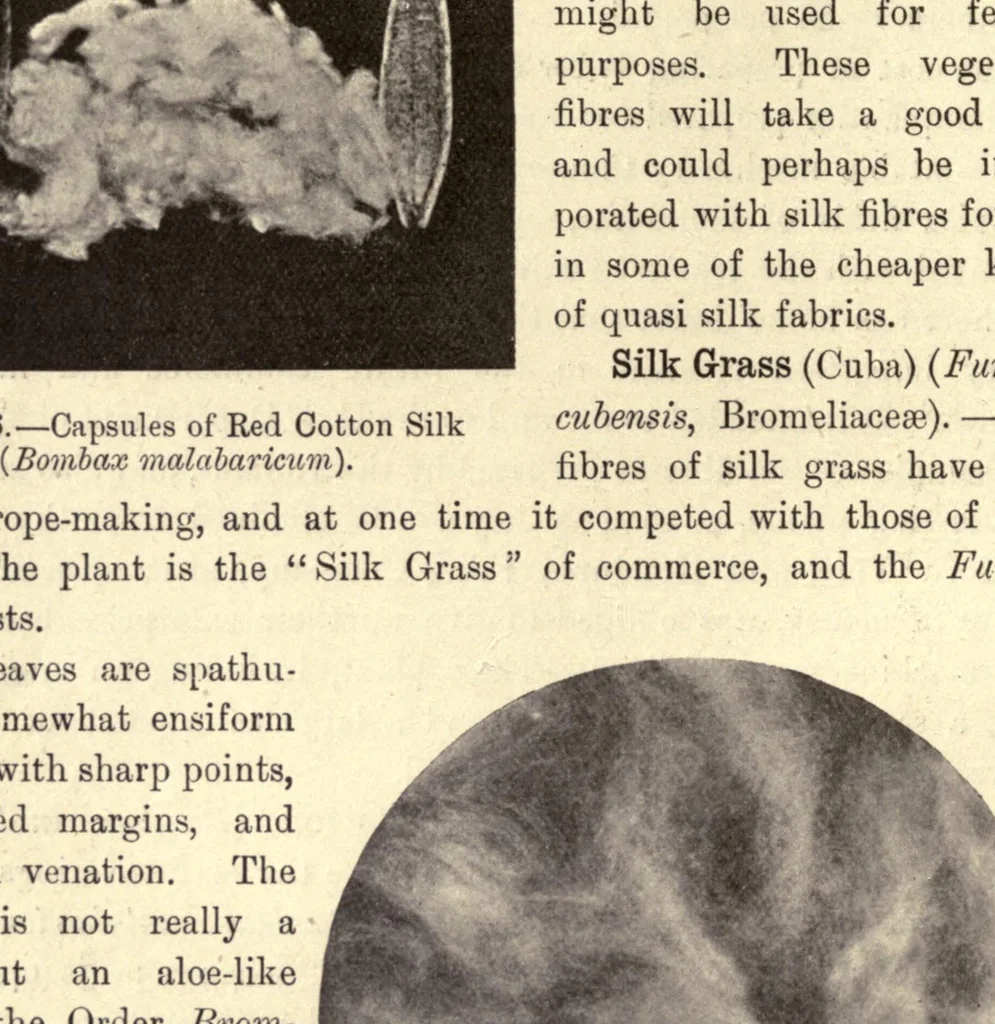 An illustration from The textile fibres of commerce. A handbook on the occurrence, distribution, preparation, and uses of the animal, vegetable, and mineral fibres used in cotton, woollen, paper, silk, brush, and hat manufactures, 1902, leaf 94