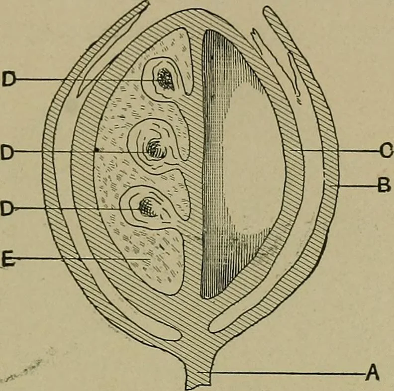 An illustration from The textile fibres; their physical, microscopical, and chemical properties, 1904, leaf 124
