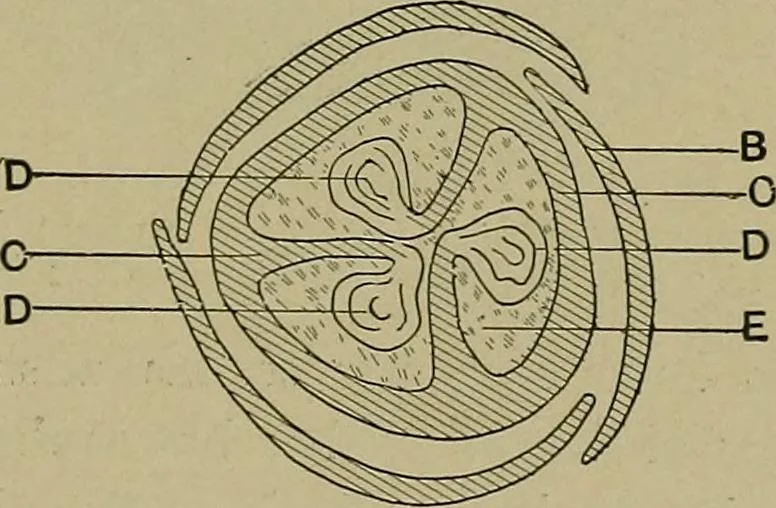 An illustration from The textile fibres; their physical, microscopical, and chemical properties, 1904, leaf 124