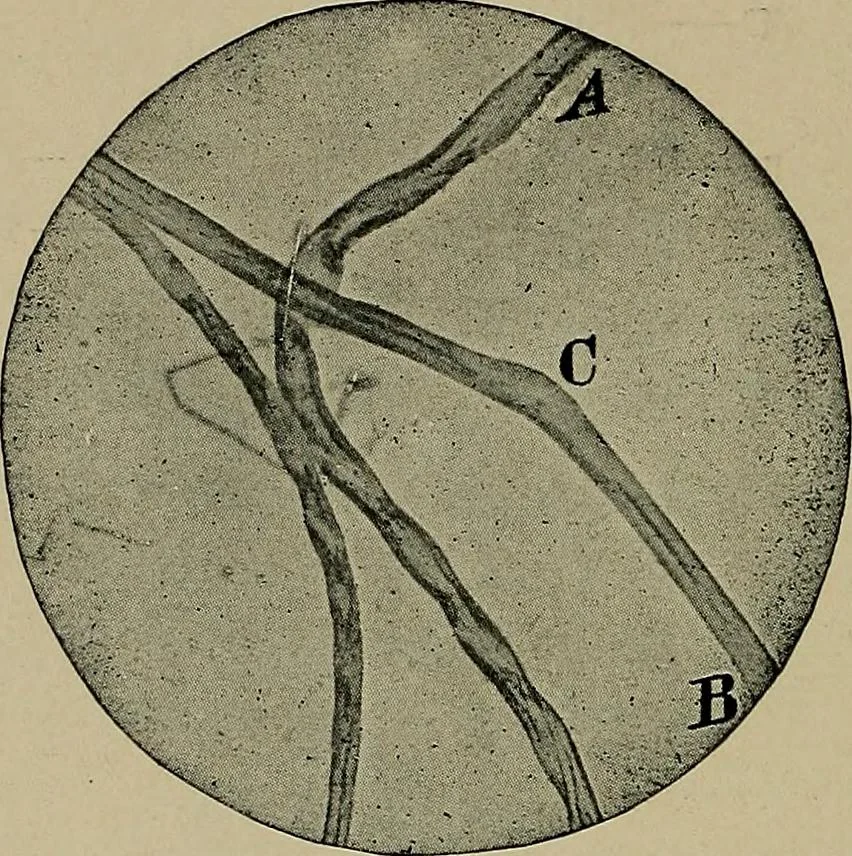 An illustration from The textile fibres; their physical, microscopical, and chemical properties, 1904, leaf 125