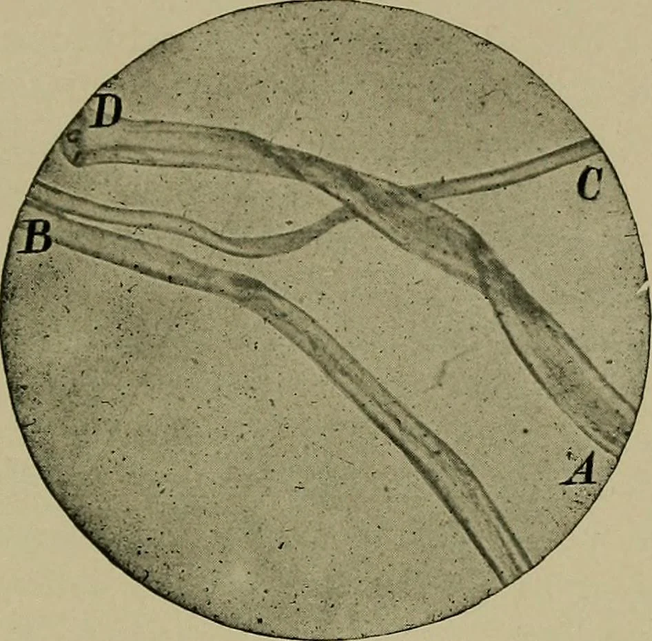 An illustration from The textile fibres; their physical, microscopical, and chemical properties, 1904, leaf 126