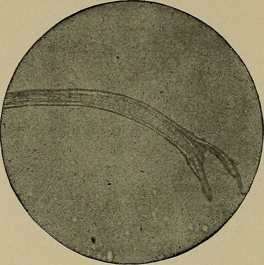 An illustration from The textile fibres; their physical, microscopical, and chemical properties, 1904, leaf 147