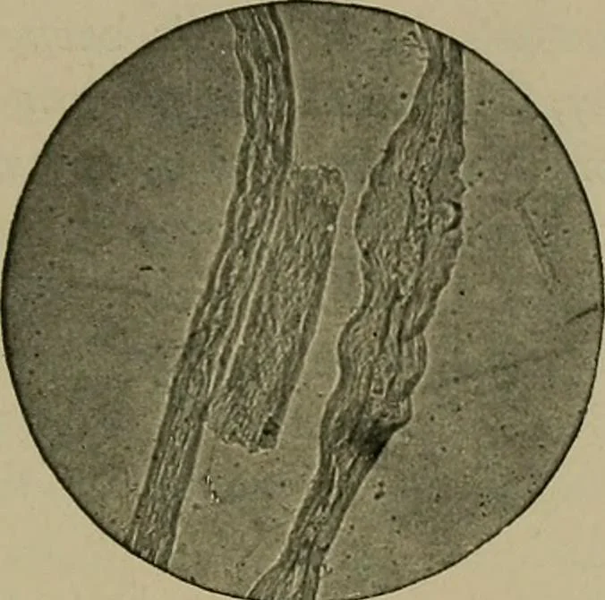 An illustration from The textile fibres; their physical, microscopical, and chemical properties, 1904, leaf 148