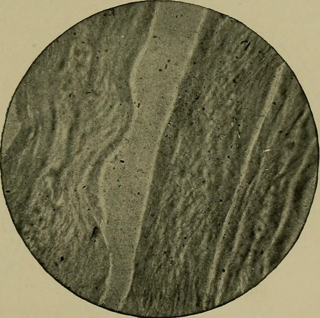 An illustration from The textile fibres; their physical, microscopical, and chemical properties, 1904, leaf 148