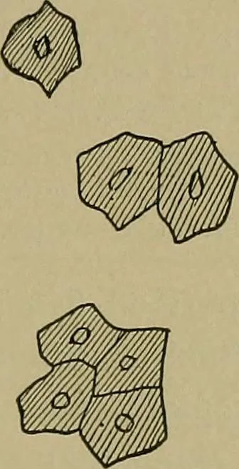 An illustration from The textile fibres; their physical, microscopical, and chemical properties, 1904, leaf 194