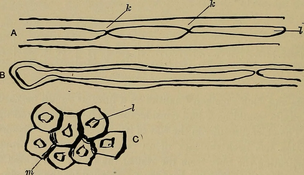 An illustration from The textile fibres; their physical, microscopical, and chemical properties, 1904, leaf 203
