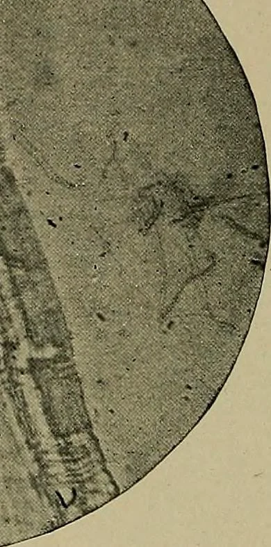 An illustration from The textile fibres; their physical, microscopical, and chemical properties, 1904, leaf 209