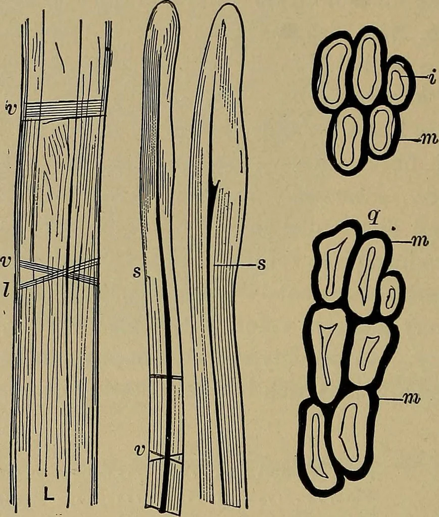 An illustration from The textile fibres; their physical, microscopical, and chemical properties, 1904, leaf 213