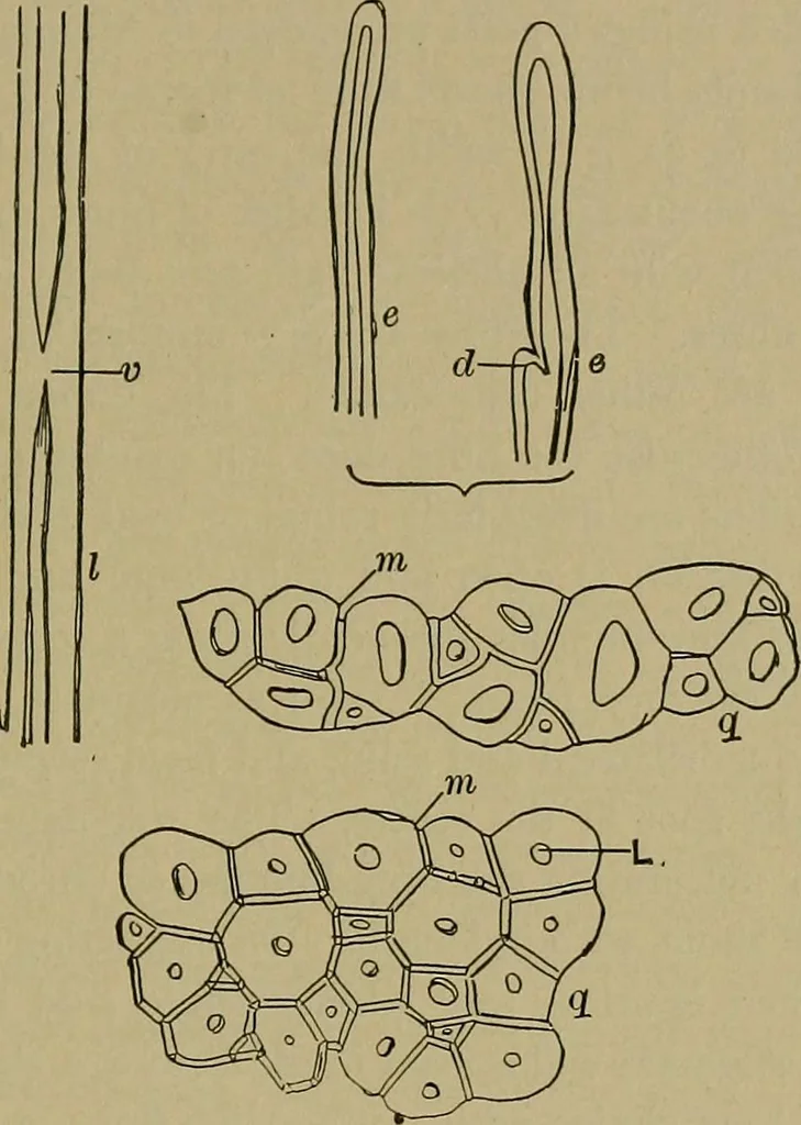 An illustration from The textile fibres; their physical, microscopical, and chemical properties, 1904, leaf 214