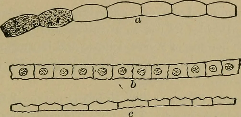 An illustration from The textile fibres; their physical, microscopical, and chemical properties, 1904, leaf 218