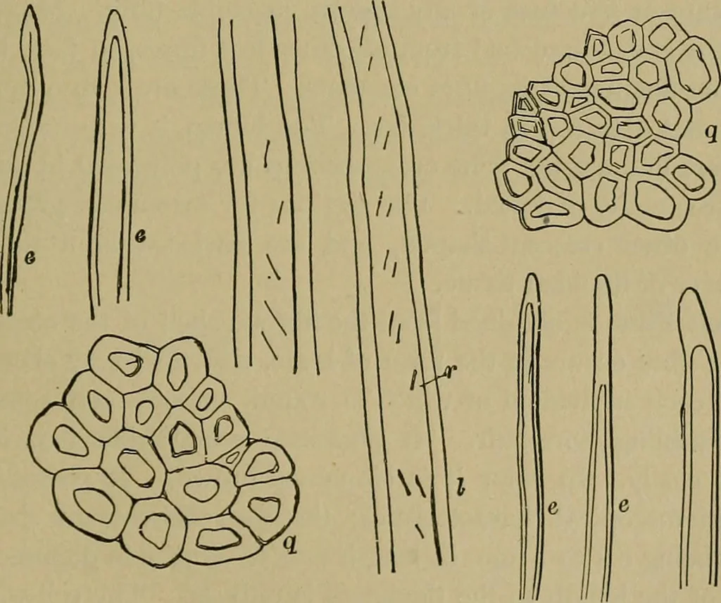 An illustration from The textile fibres; their physical, microscopical, and chemical properties, 1904, leaf 218
