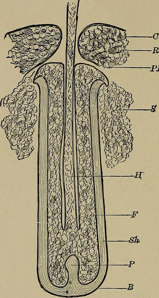 An illustration from The textile fibres; their physical, microscopical, and chemical properties, 1904, leaf 23
