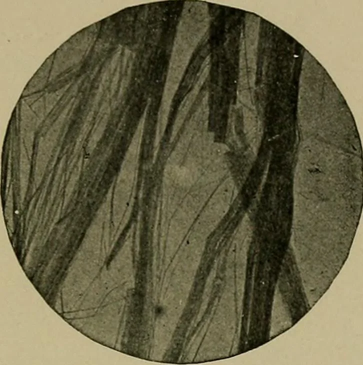 An illustration from The textile fibres; their physical, microscopical, and chemical properties, 1904, leaf 238