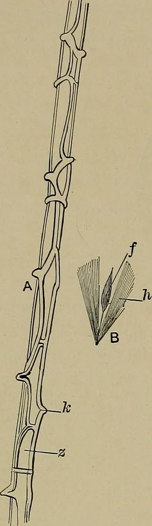An illustration from The textile fibres; their physical, microscopical, and chemical properties, 1904, leaf 239