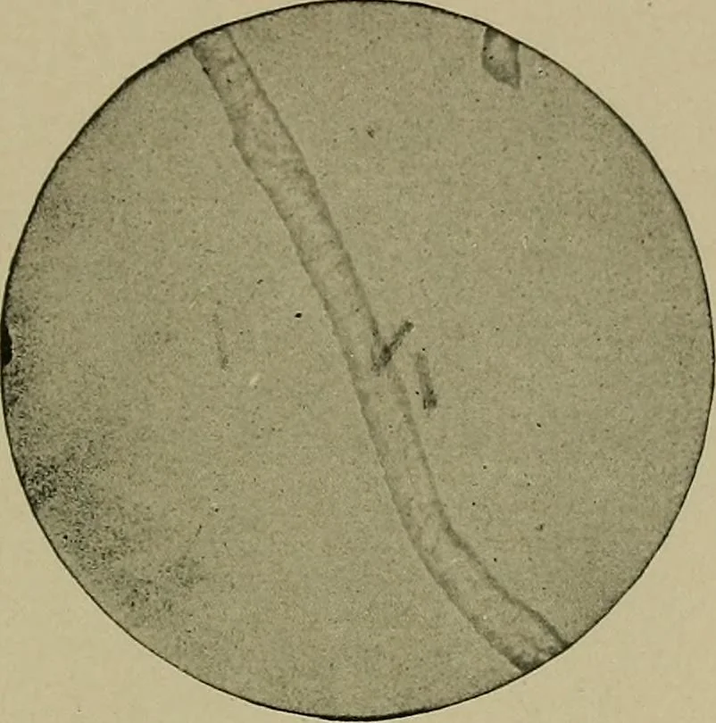 An illustration from The textile fibres; their physical, microscopical, and chemical properties, 1904, leaf 24