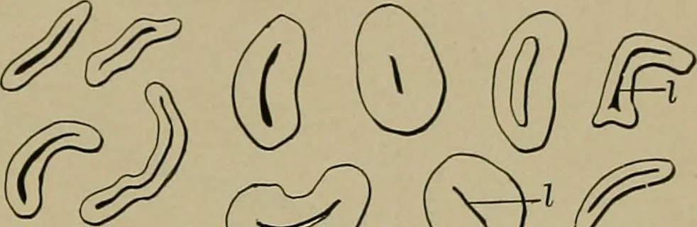 An illustration from The textile fibres; their physical, microscopical, and chemical properties, 1904, leaf 240