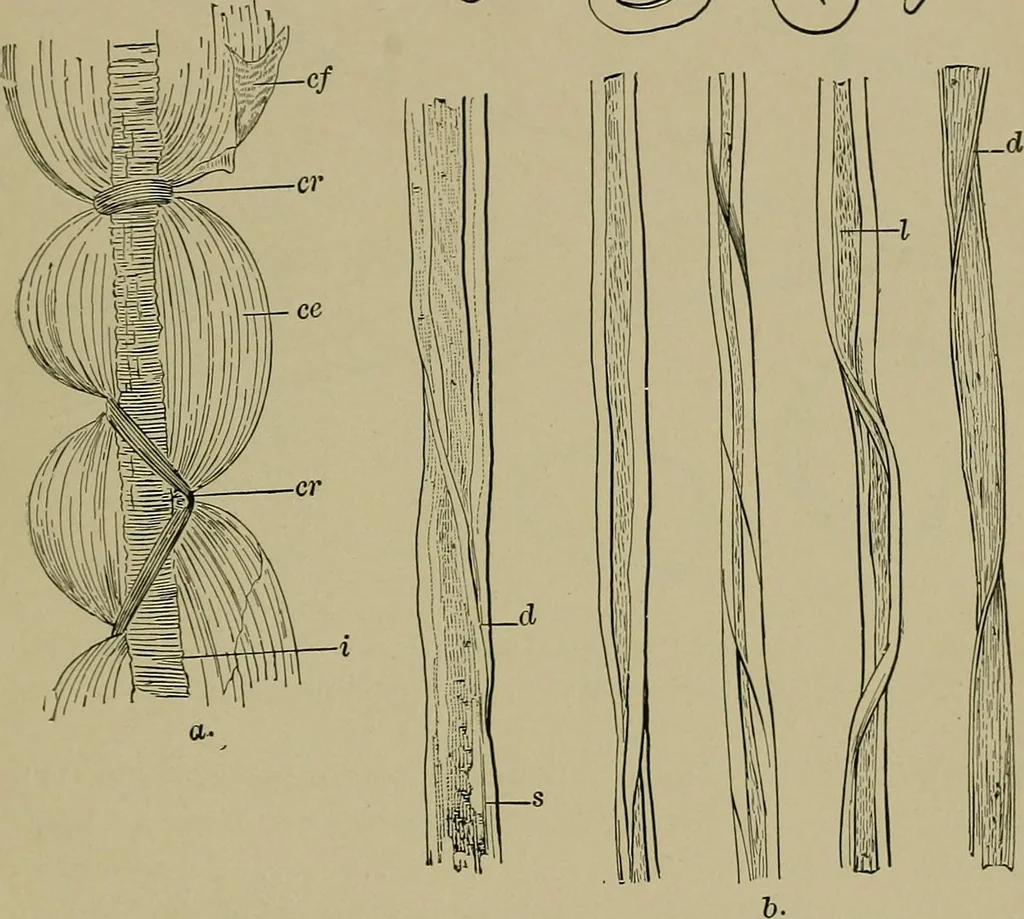 An illustration from The textile fibres; their physical, microscopical, and chemical properties, 1904, leaf 240