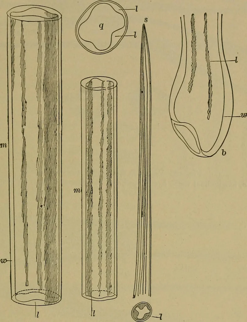 An illustration from The textile fibres; their physical, microscopical, and chemical properties, 1904, leaf 242