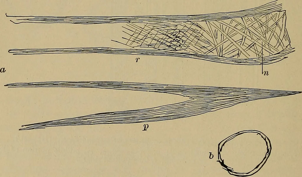 An illustration from The textile fibres; their physical, microscopical, and chemical properties, 1904, leaf 243