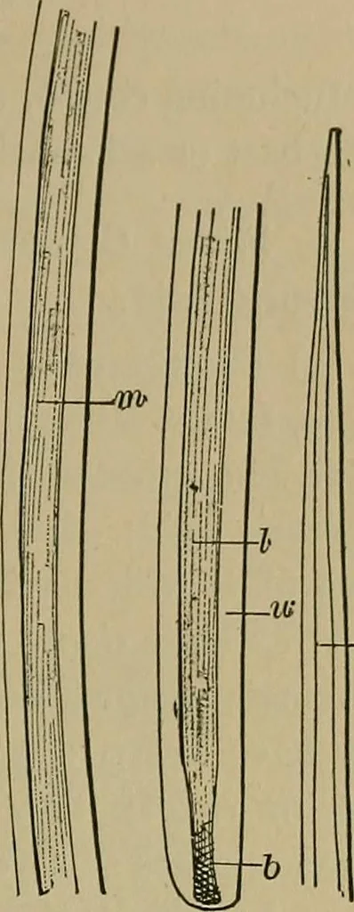 An illustration from The textile fibres; their physical, microscopical, and chemical properties, 1904, leaf 244