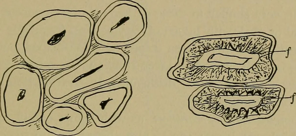 An illustration from The textile fibres; their physical, microscopical, and chemical properties, 1904, leaf 246