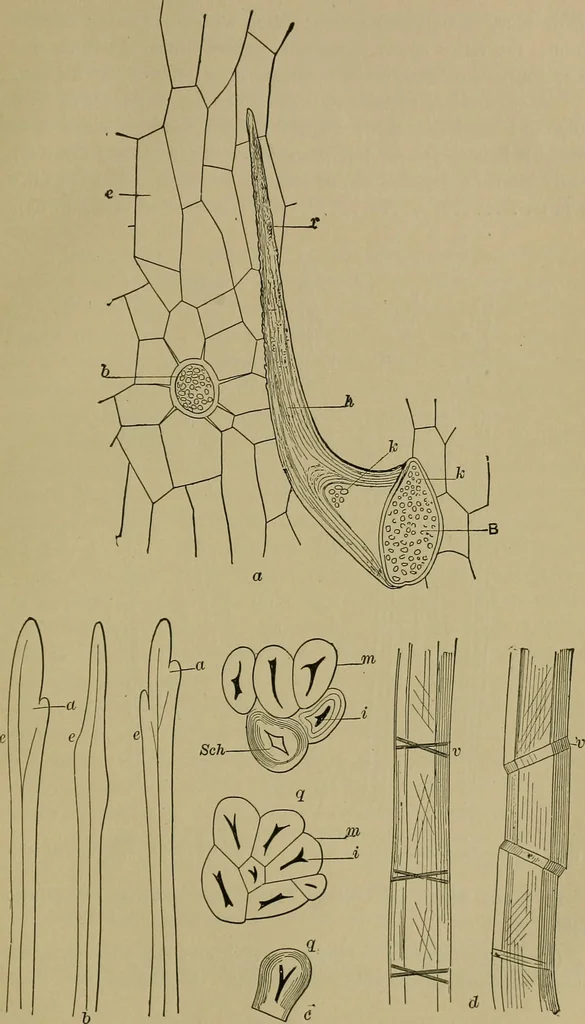 An illustration from The textile fibres; their physical, microscopical, and chemical properties, 1904, leaf 248