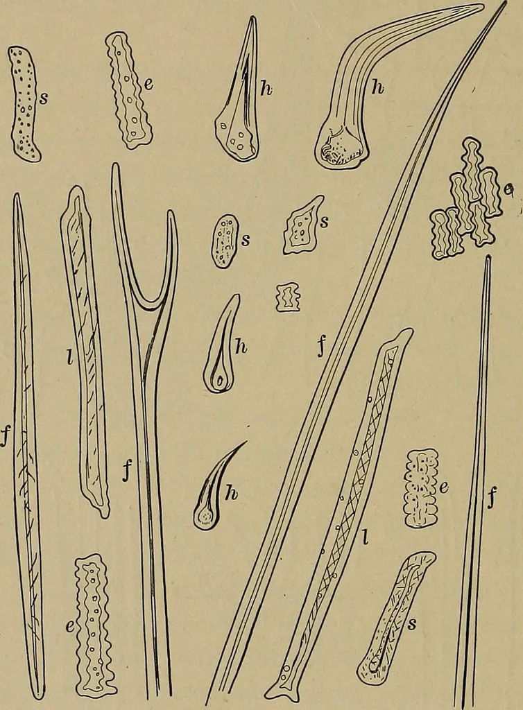 An illustration from The textile fibres; their physical, microscopical, and chemical properties, 1904, leaf 249
