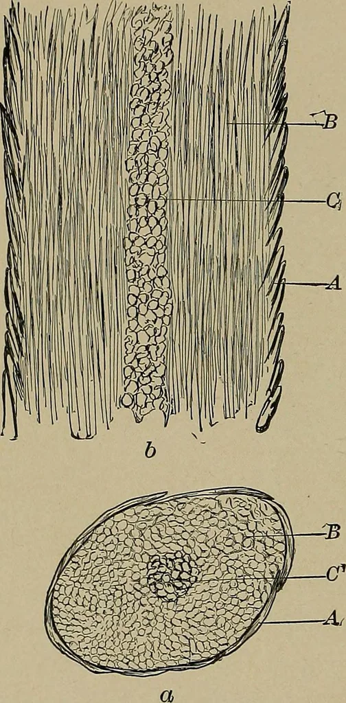 An illustration from The textile fibres; their physical, microscopical, and chemical properties, 1904, leaf 25