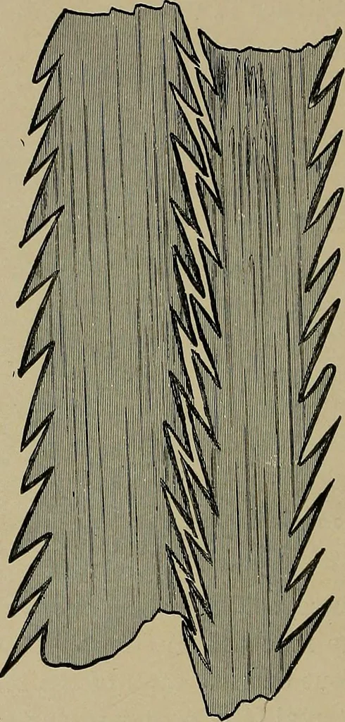 An illustration from The textile fibres; their physical, microscopical, and chemical properties, 1904, leaf 25