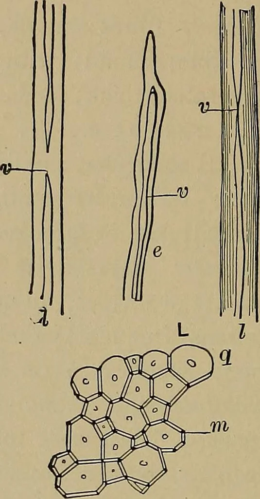 An illustration from The textile fibres; their physical, microscopical, and chemical properties, 1904, leaf 251