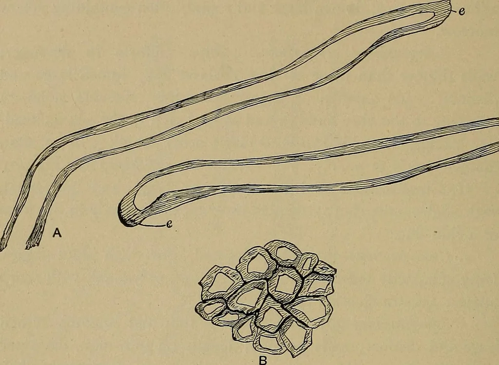 An illustration from The textile fibres; their physical, microscopical, and chemical properties, 1904, leaf 253