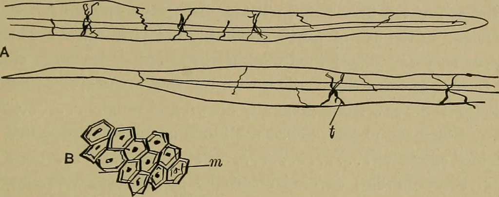 An illustration from The textile fibres; their physical, microscopical, and chemical properties, 1904, leaf 254