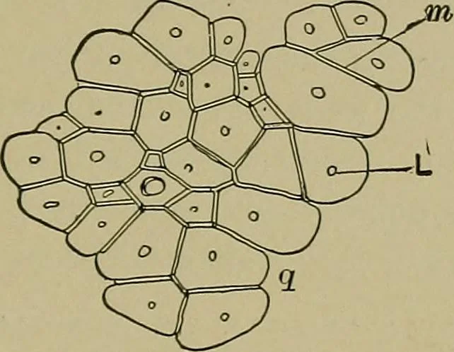 An illustration from The textile fibres; their physical, microscopical, and chemical properties, 1904, leaf 258