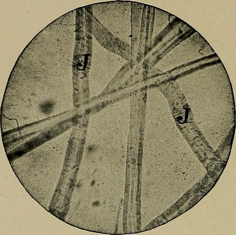 An illustration from The textile fibres; their physical, microscopical, and chemical properties, 1904, leaf 259