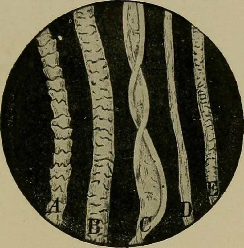 An illustration from The textile fibres; their physical, microscopical, and chemical properties, 1904, leaf 26