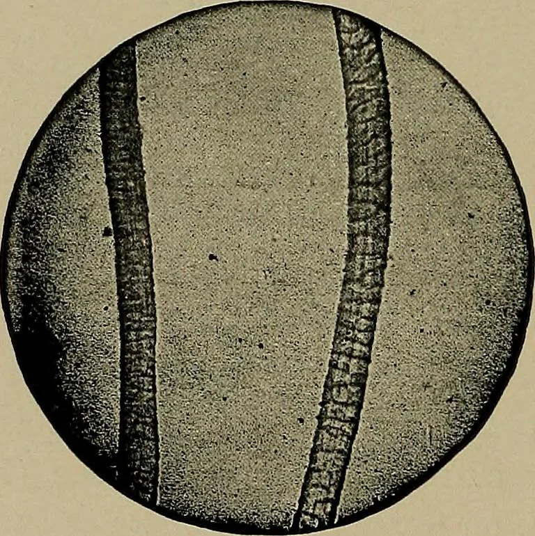 An illustration from The textile fibres; their physical, microscopical, and chemical properties, 1904, leaf 27