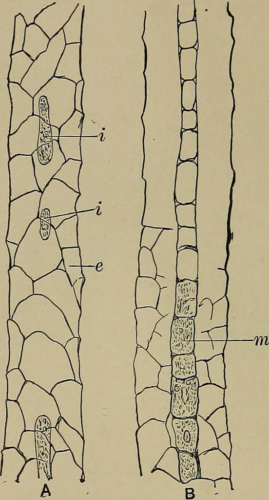 An illustration from The textile fibres; their physical, microscopical, and chemical properties, 1904, leaf 29