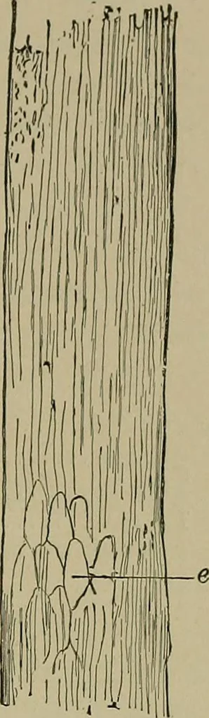 An illustration from The textile fibres; their physical, microscopical, and chemical properties, 1904, leaf 30