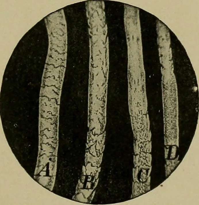 An illustration from The textile fibres; their physical, microscopical, and chemical properties, 1904, leaf 30