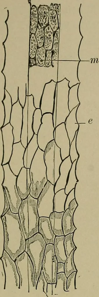 An illustration from The textile fibres; their physical, microscopical, and chemical properties, 1904, leaf 30