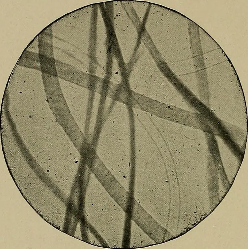An illustration from The textile fibres; their physical, microscopical, and chemical properties, 1904, leaf 65
